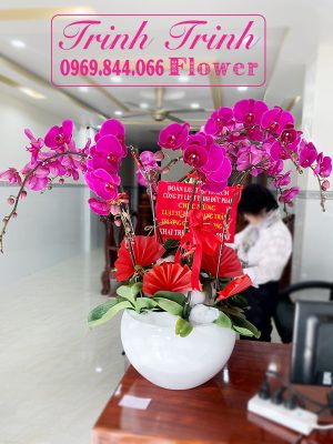 Hoa lan hồ điệp đẹp ở Tân An, Long An của shop hoa tươi Tân An - Long An - Hoa tươi Trinh Trinh LHD-001