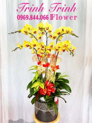 Hoa lan hồ điệp đẹp ở Tân An, Long An của shop hoa tươi Trinh Trinh - Tân An - Long An mã số LHD-009