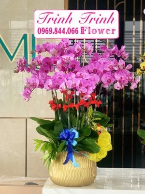 Chậu hoa lan hồ điệp hồng của shop hoa tươi Tân An - Trinh Trinh Flowers LHD-013