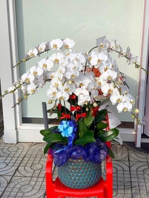Chậu hoa lan hồ điệp trắng của shop hoa tươi Tân An - Trinh Trinh Flowers LHD-015