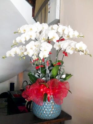 Chậu hoa lan hồ điệp trắng của shop hoa tươi Tân An - Trinh Trinh Flowers LHD-016