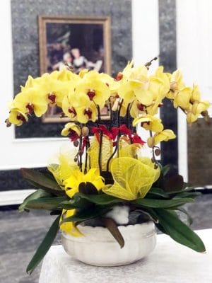 Chậu hoa lan hồ điệp vàng của shop hoa tươi Tân An - Trinh Trinh Flowers LHD-017